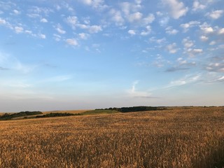 sunset over wheat field
