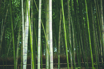 Bambus Wald Arashiyama