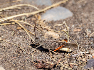 Red Legged Grasshopper