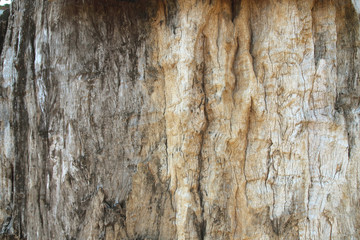 dry tree bark texture background. Detail of oak tree bark.