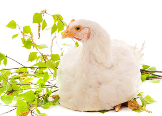 One white chicken in the letter.