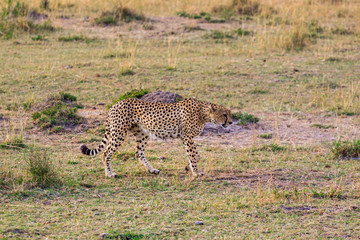 Cheetah in the Masai Mara National Park, Kenya