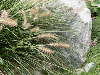 Pennisetum alopecuroides - Chinese fountaingrass or Chinese pennisetum with brownish flower spikes with drooping, flat and involute leaf-blades