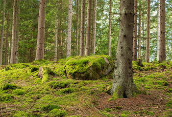 trees in the forest