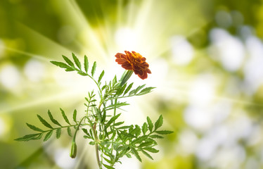 beautiful white flowers in the garden on green background сloseup