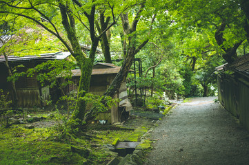Bambus Wald Arashiyama