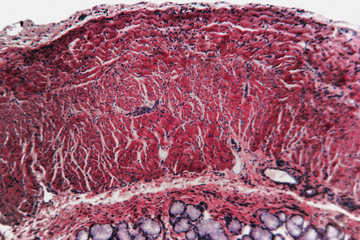 Esophagus dog- Abstract background cell