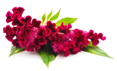 Purple one amaranth.