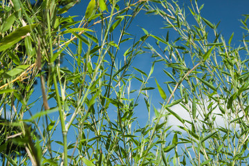 bamboo Phyllostachys bissetii, in Japanese garden with pond and blue sky