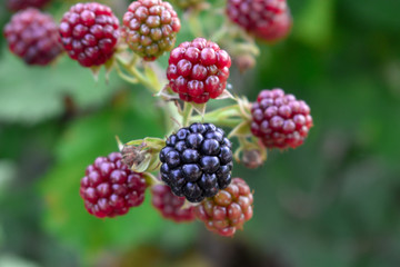 Blackberries on a Bush