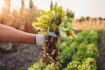 Farmer woman picking peanuts. Autumn harvesting. Farming and gardening concept. Organic farm