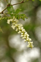 flower branch of a tree