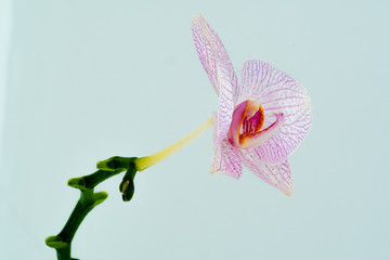 orchid on white background 2