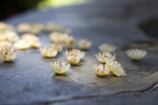 Bullet wood flower falling on rock floor. Smell flower for medical or perfume.