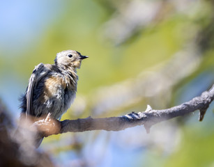 Yellow Rumped Warbler