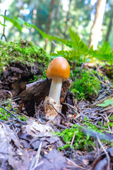 Edible mushroom caesar