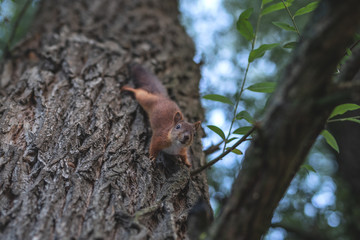 Squirrel standing on trunk with blurred nature background.