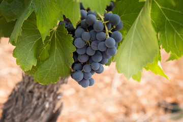 Closeup of grapes growing on vine, pinot noir growing in the Languedoc region of France, with characteristic red soil - obrazy, fototapety, plakaty