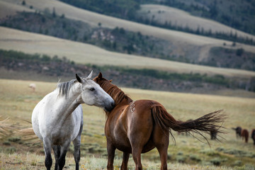 Wild Horses