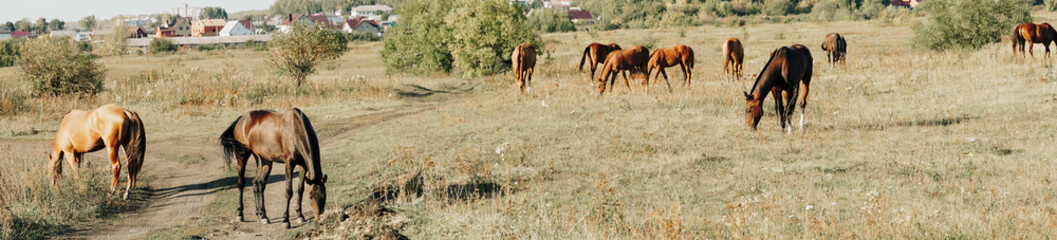 Naklejka na ściany i meble horses graze outdoors in the autumn field 