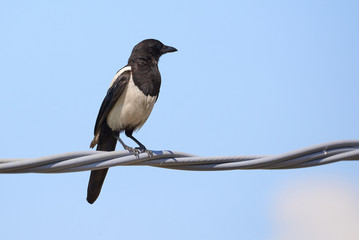 Eurasian Magpie ( Pica Pica ) Sitting on a Wire	