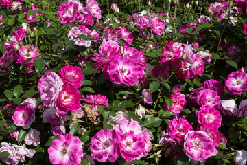 Obraz na płótnie Canvas Bushes of pink roses in the garden