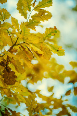 Photo of autumn leaves on blurred background