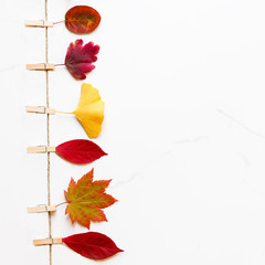 Fall concept. Top view of autumn leaves - birch, japanese maple, ginkgo on string with clothespins on white marble background. Flat lay, copy space. Square cropping. 