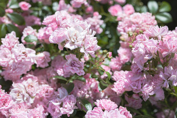 Fototapeta na wymiar lush bush of white pink roses in the garden on a sunny day