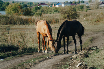 horses graze outdoors in the autumn field 1