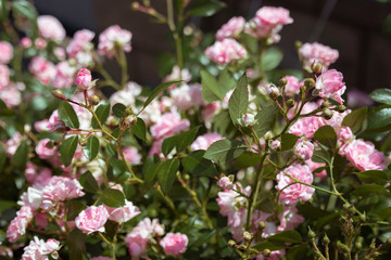 young shoots of dwarf pink rose in the garden in summer with a blurred background