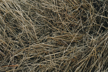 a lot of haystacks, preparing animal feed for the winter