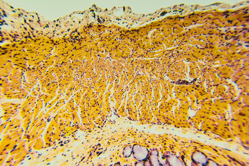 Cross section esophagus dog
