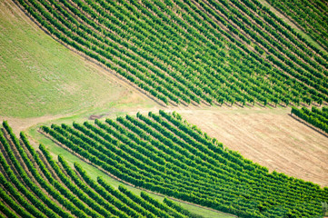 Filari di vigne in forme geometriche
