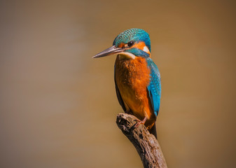 Kingfisher perched in a branch