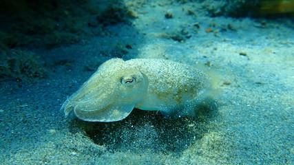 The common cuttlefish or European common cuttlefish (Sepia officinalis), Aegean Sea, Greece,...