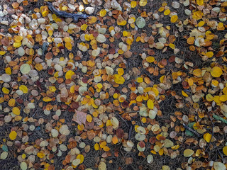 Multicolored leaves lie on the grass. Autumn background