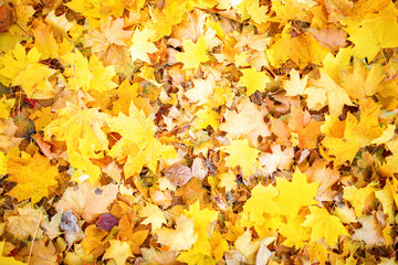 Naklejka na ściany i meble Multicolored leaves lie on the grass. Autumn background