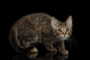 Fototapeta na wymiar Brown Kitten with tortoise fur Crouching on isolated background, side view