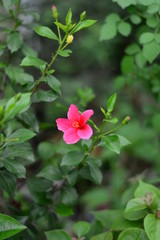 pink flower in the garden spring