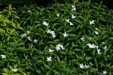 White flower in Green Nature and Grass
