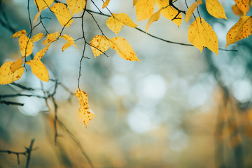 Photo of autumn leaves on blurred background