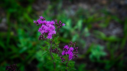 Flores coloridas en verano