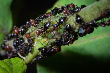 Crematogaster scutellaris eats honeydew