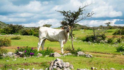 Buye tomando la sombra bajo árbol
