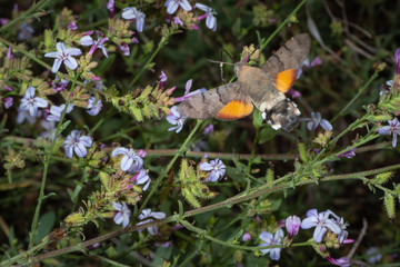 Macroglossum stellatarum fly and eat