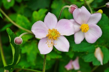 Pale pink Japanese anemone flower in bloom (Anemone hupehensis)