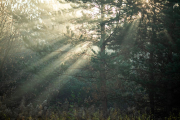 Fototapeta na wymiar Image of dense forest with rays of sun.
