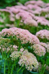 Obraz premium Pink blooms of sedum 