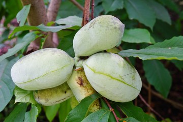 Fruit of the common pawpaw (asimina triloba) growing on a tree